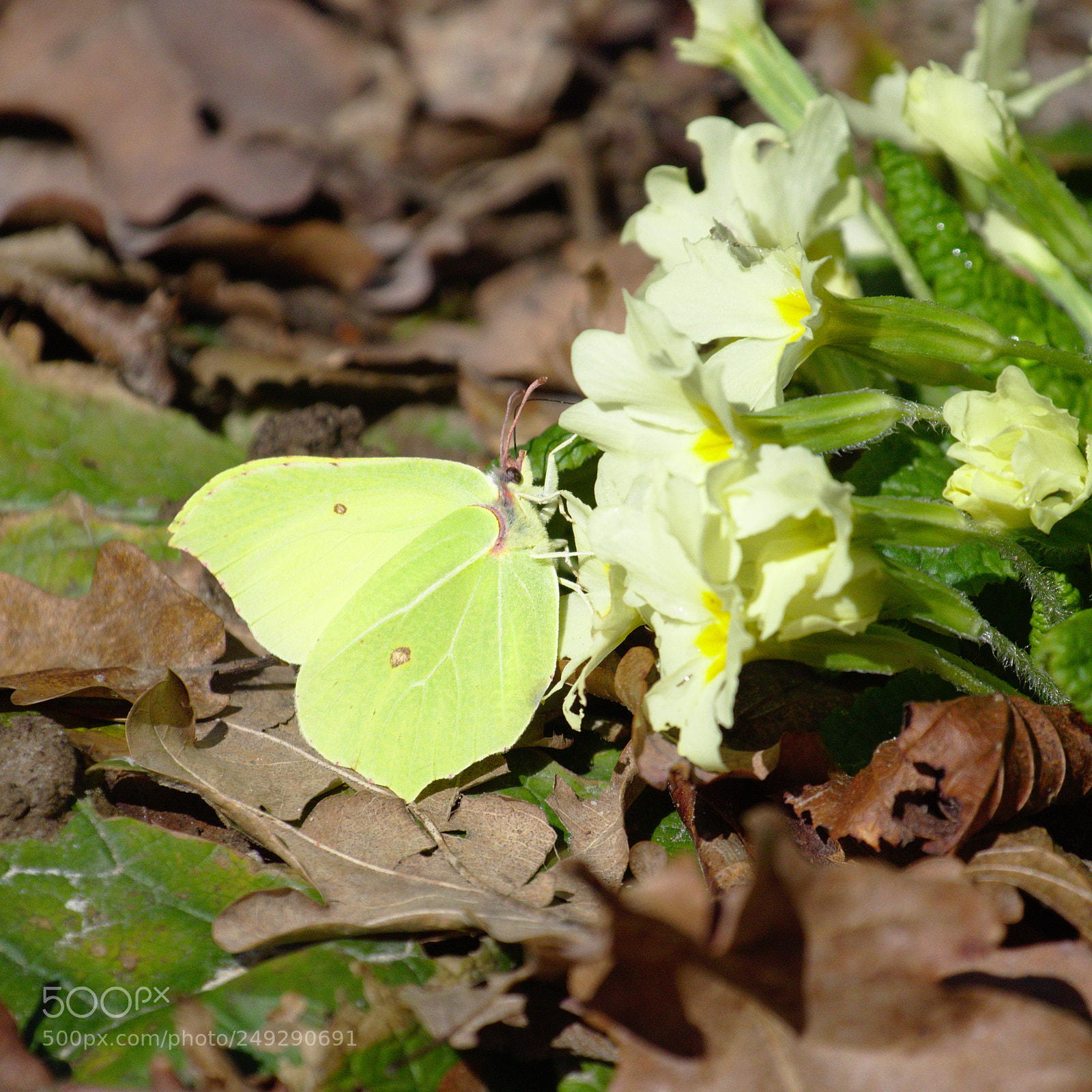 Olympus OM-D E-M10 sample photo. Spring is here! photography