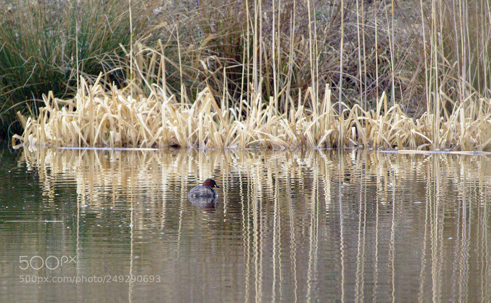 Olympus OM-D E-M10 sample photo. Hiding in plain sight photography