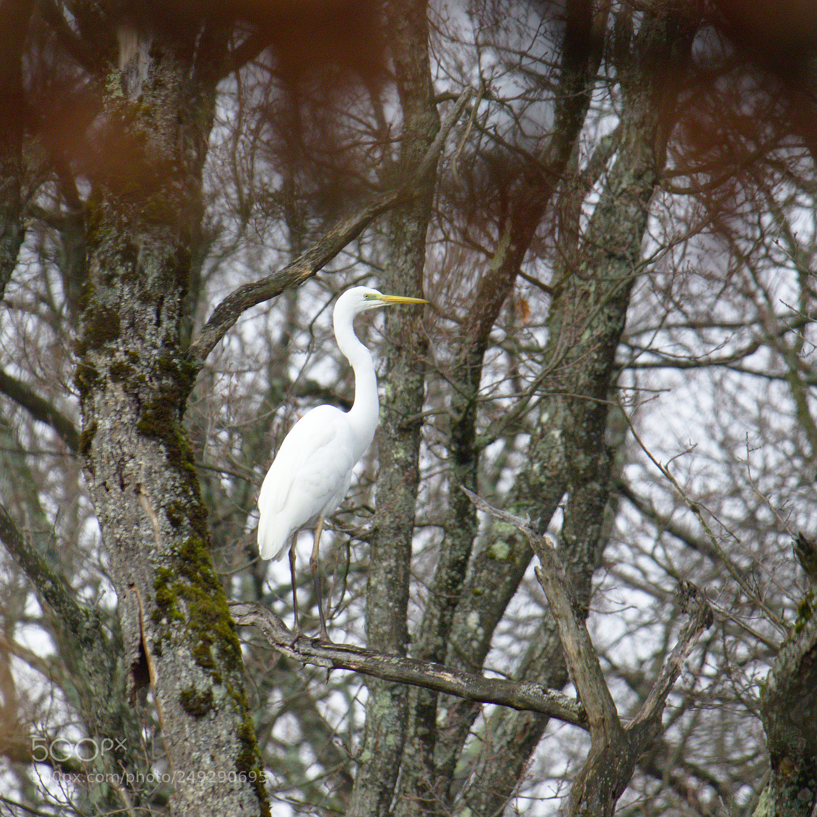 Olympus OM-D E-M10 sample photo. Back to the tree photography