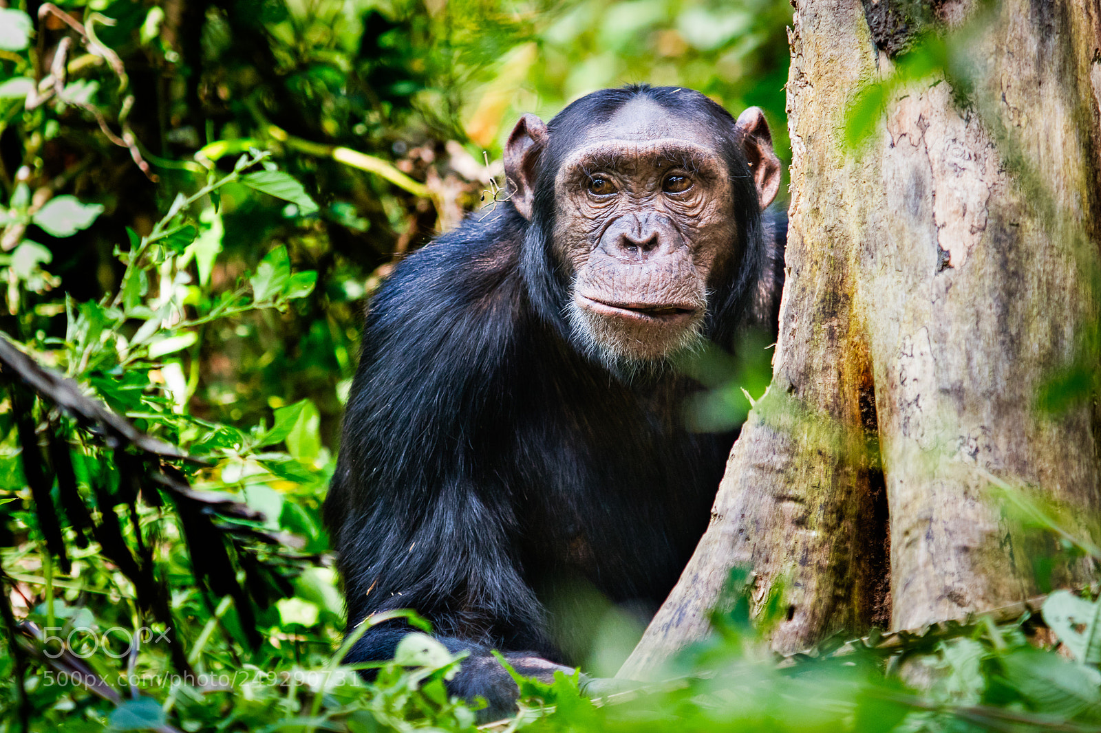 Sony ILCA-77M2 sample photo. Chimpanzee photography