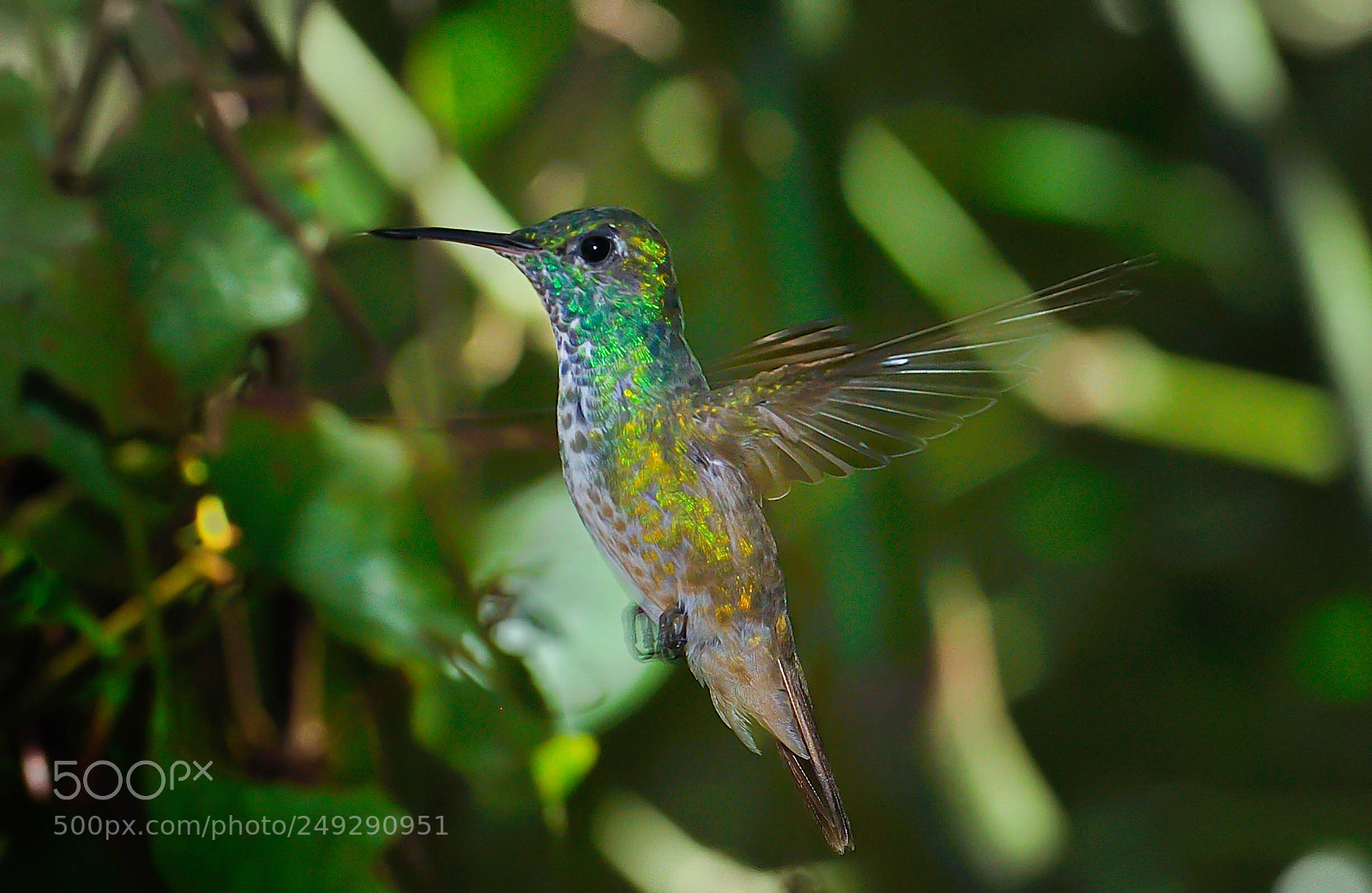 Nikon D90 sample photo. Hummingbird photography