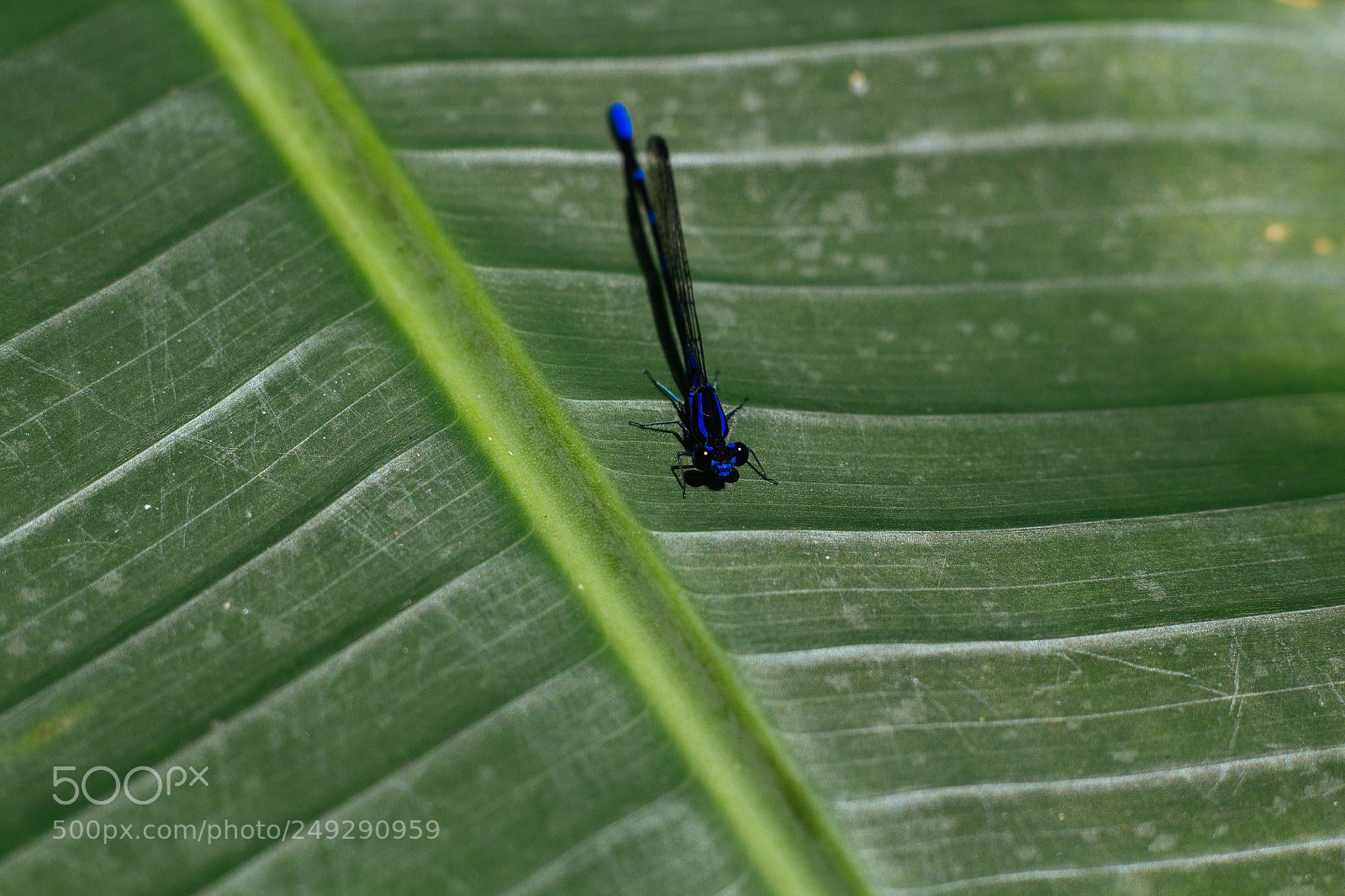 Canon EOS 1200D (EOS Rebel T5 / EOS Kiss X70 / EOS Hi) sample photo. Dragonfly out in the photography