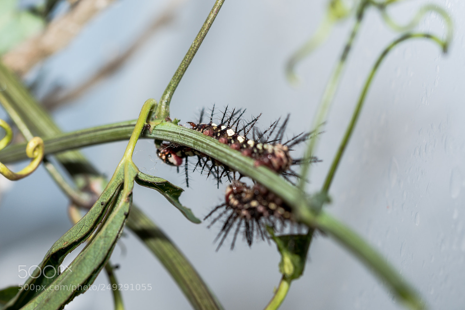 Nikon D7100 sample photo. Insect photography