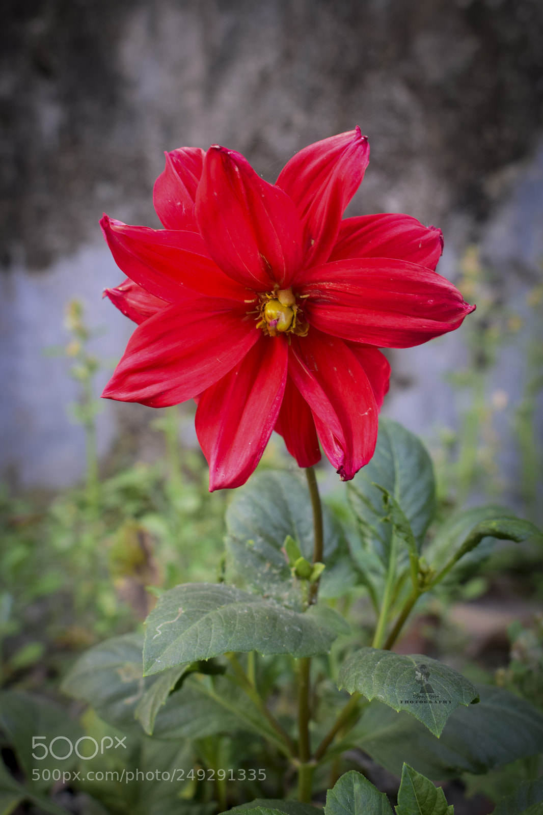 Nikon D5300 sample photo. Dsc photography