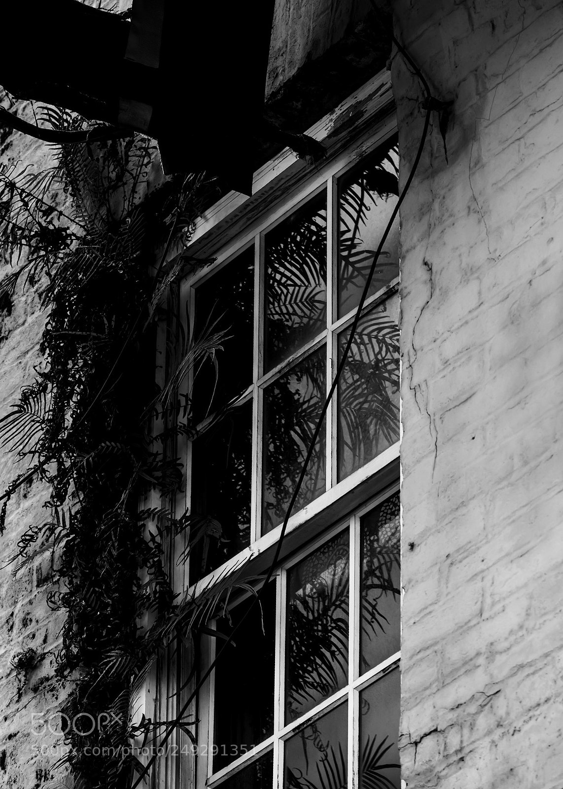 Nikon D5500 sample photo. Savannah windows photography