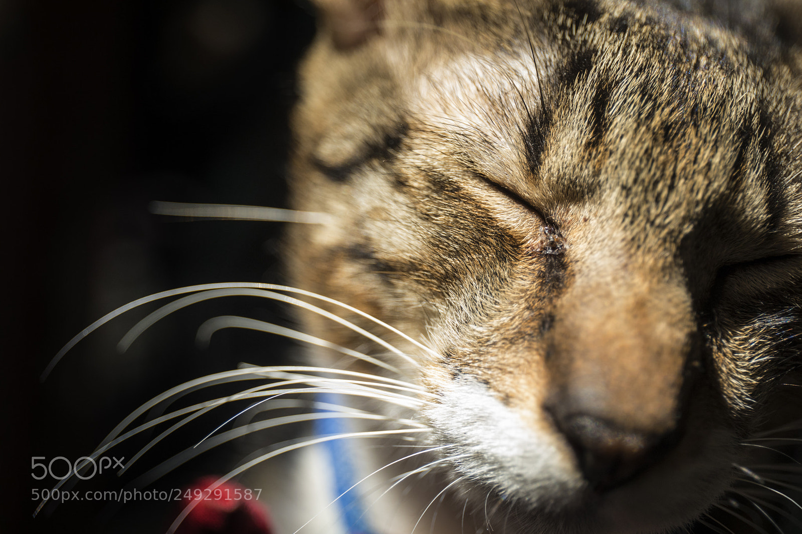 Canon EOS 5D Mark IV sample photo. If cat could talk photography