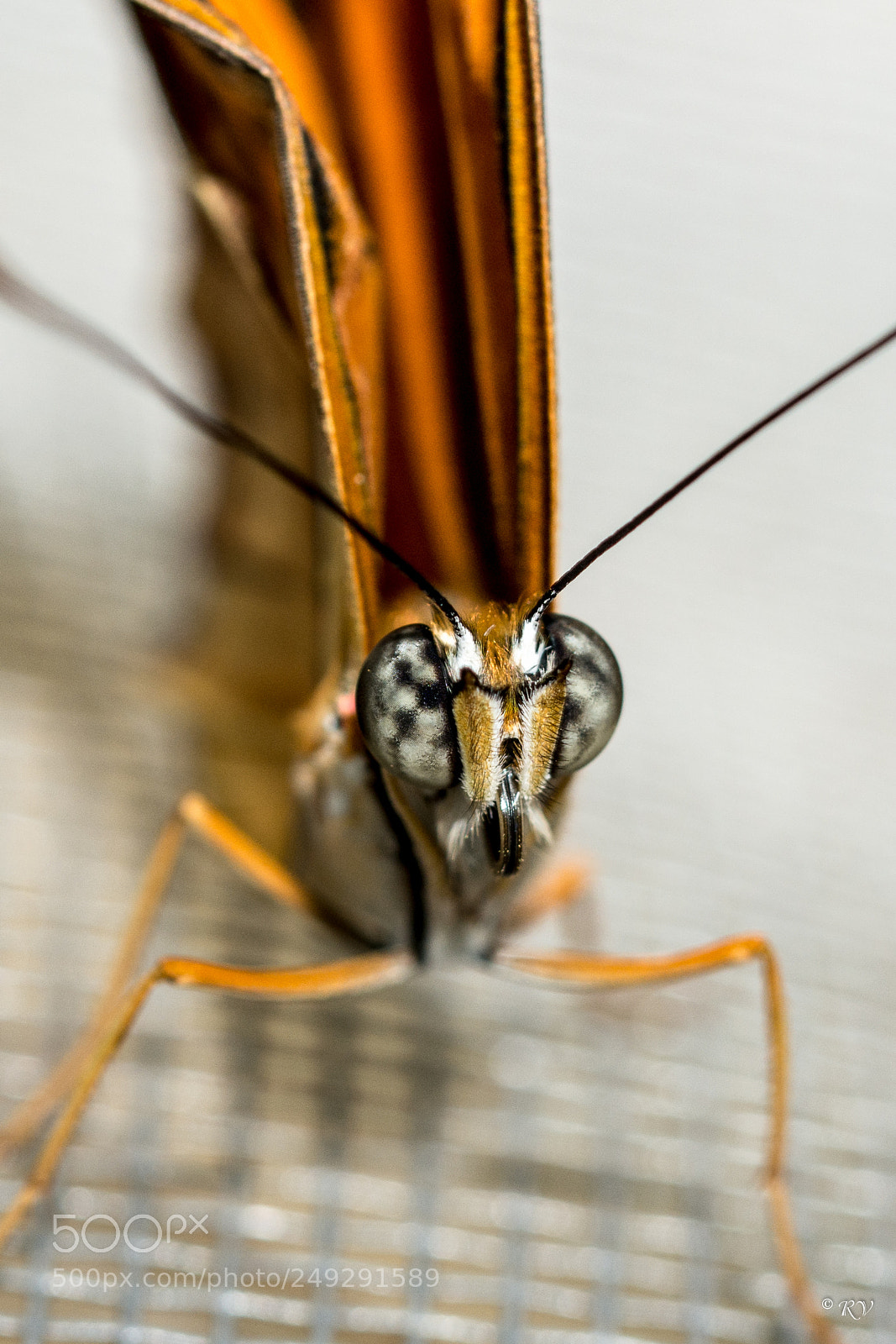 Nikon D7100 sample photo. Batterfly photography