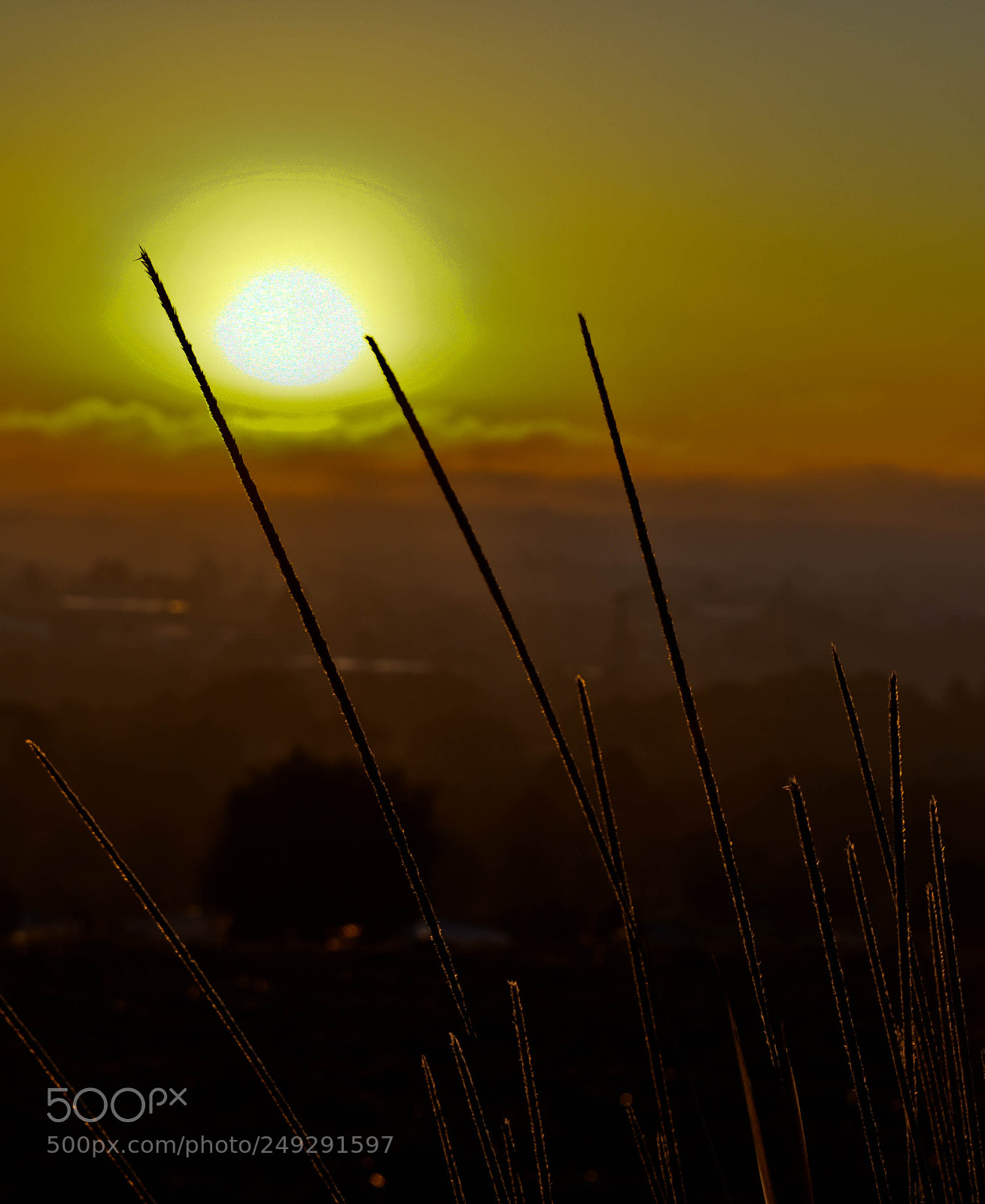 Nikon D5500 sample photo. Espigas subexpuestas al atardecer photography