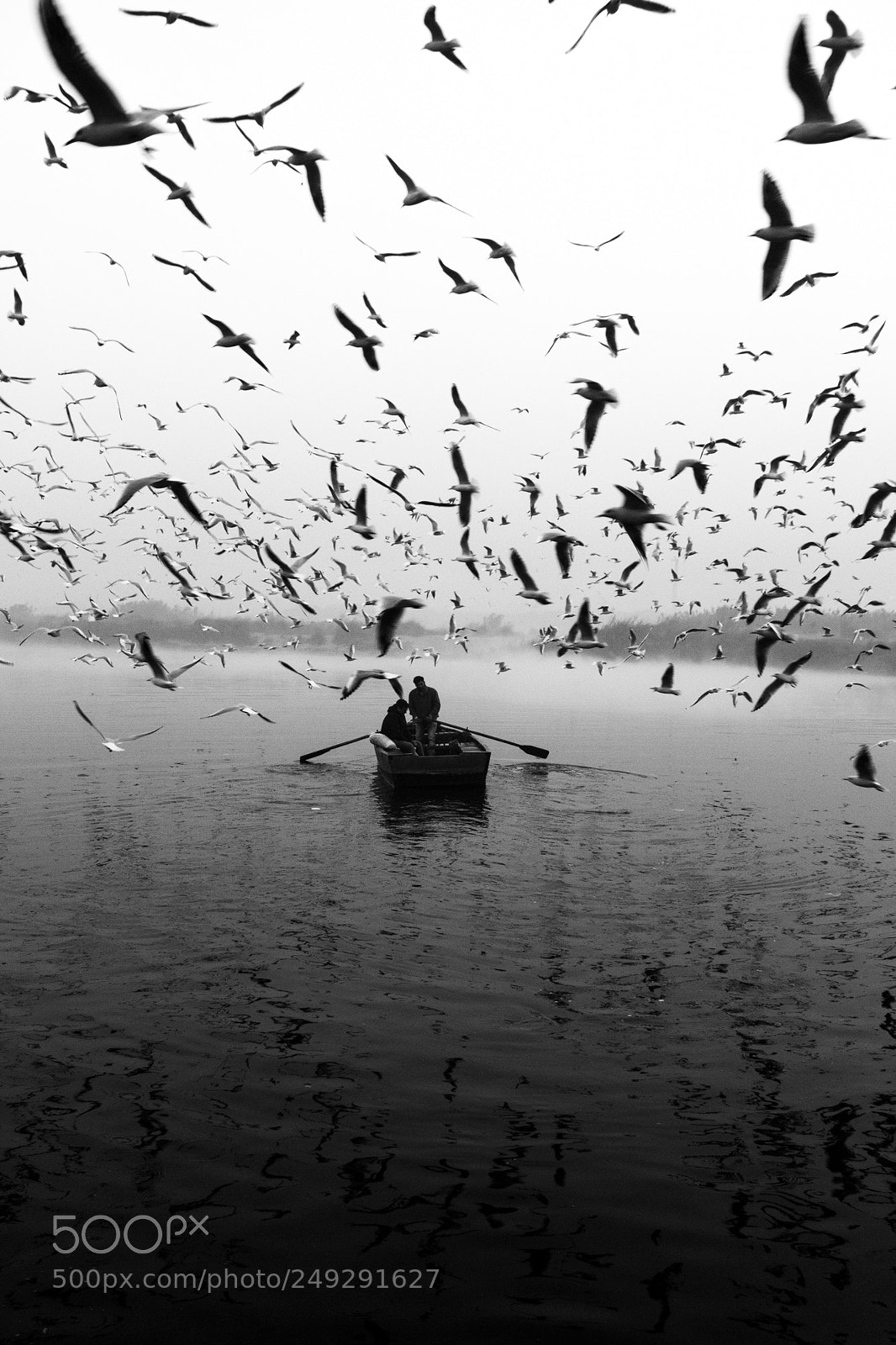 Canon EOS 60D sample photo. Seagulls at yamuna ghat photography