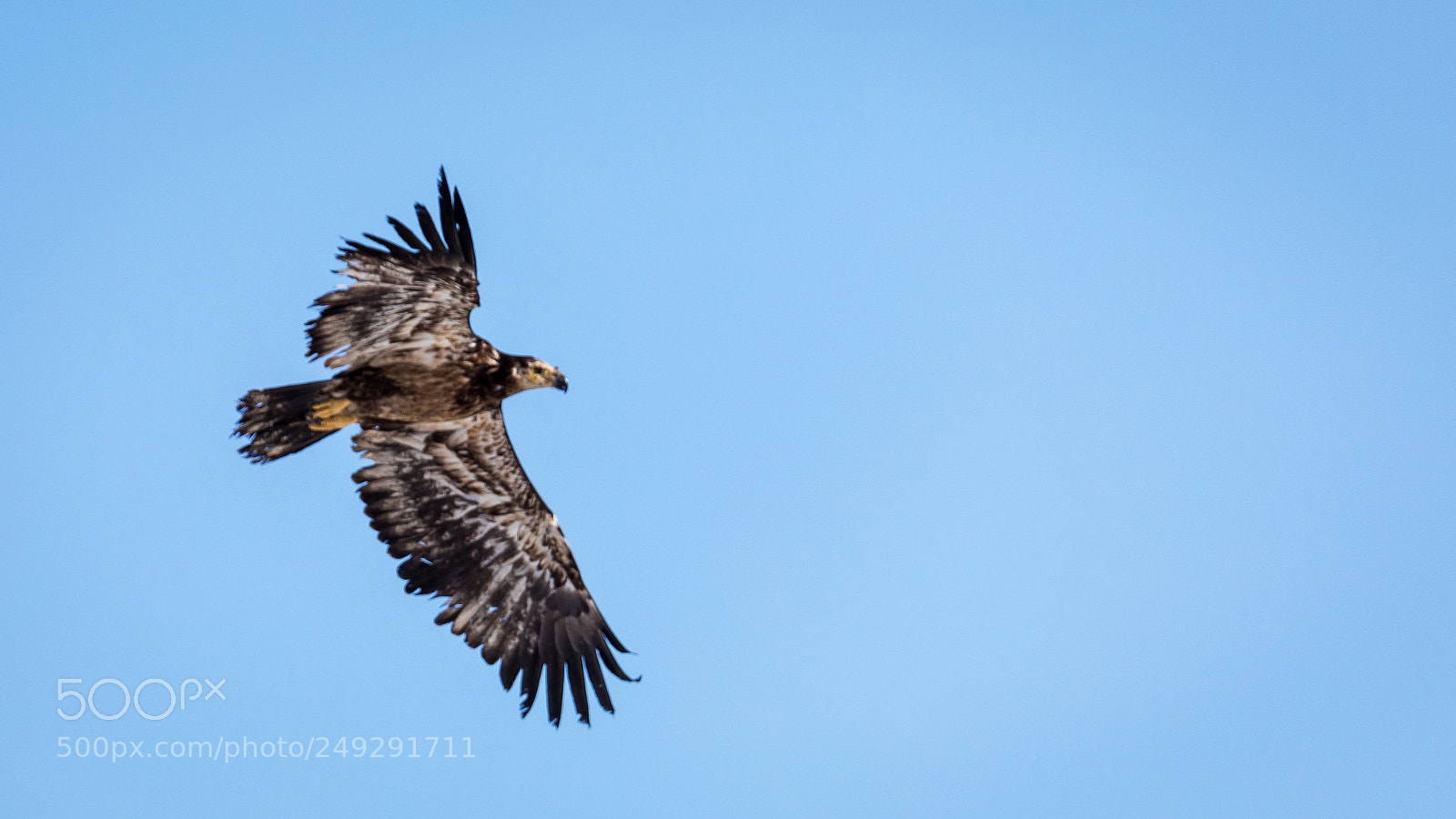 Canon EOS 5D Mark IV sample photo. Juvenile eagle photography