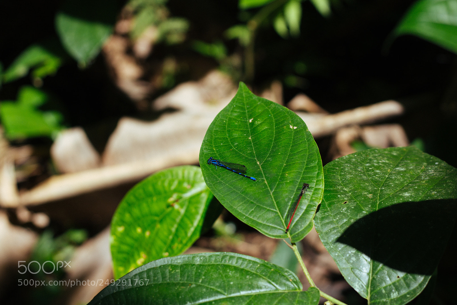 Canon EOS 1200D (EOS Rebel T5 / EOS Kiss X70 / EOS Hi) sample photo. Dragonflies blue and red photography