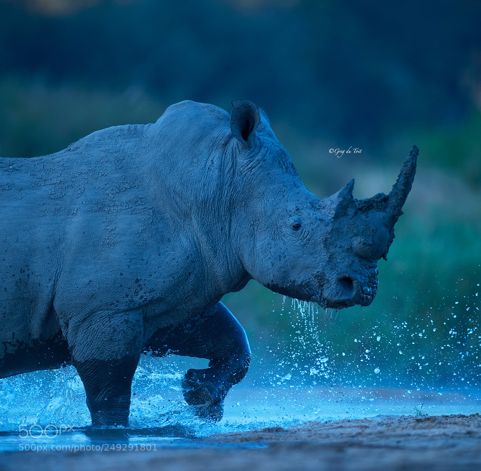 Nikon D4S sample photo. Rhino making a splash photography
