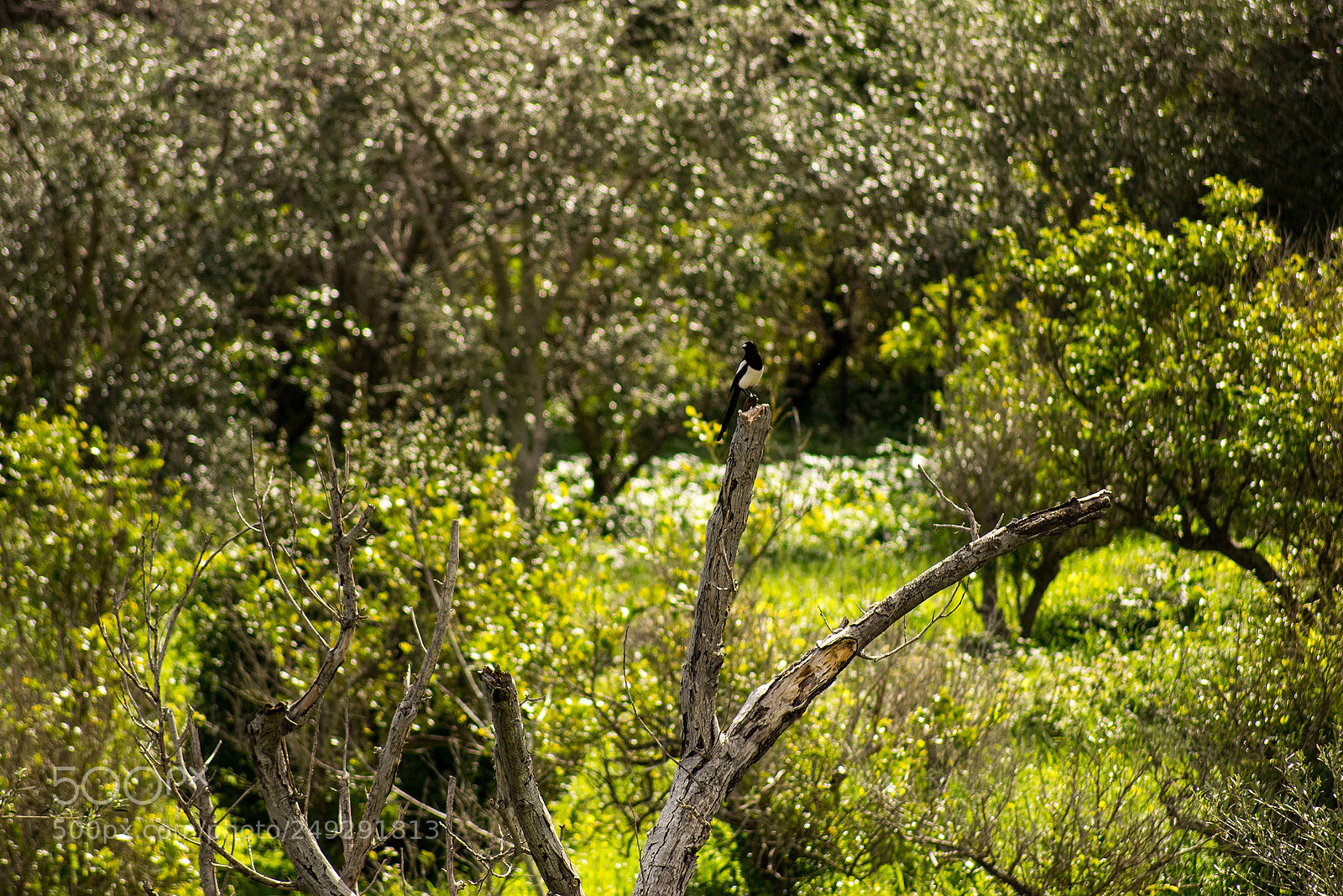 Nikon D3300 sample photo. Gazza ladra photography