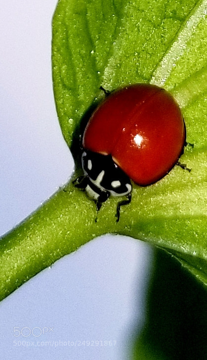 Samsung Galaxy S8+ sample photo. Ladybug photography