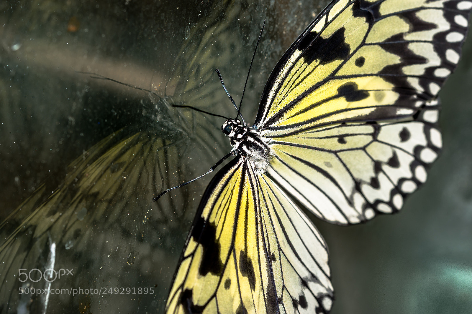 Nikon D7100 sample photo. Batterfly photography