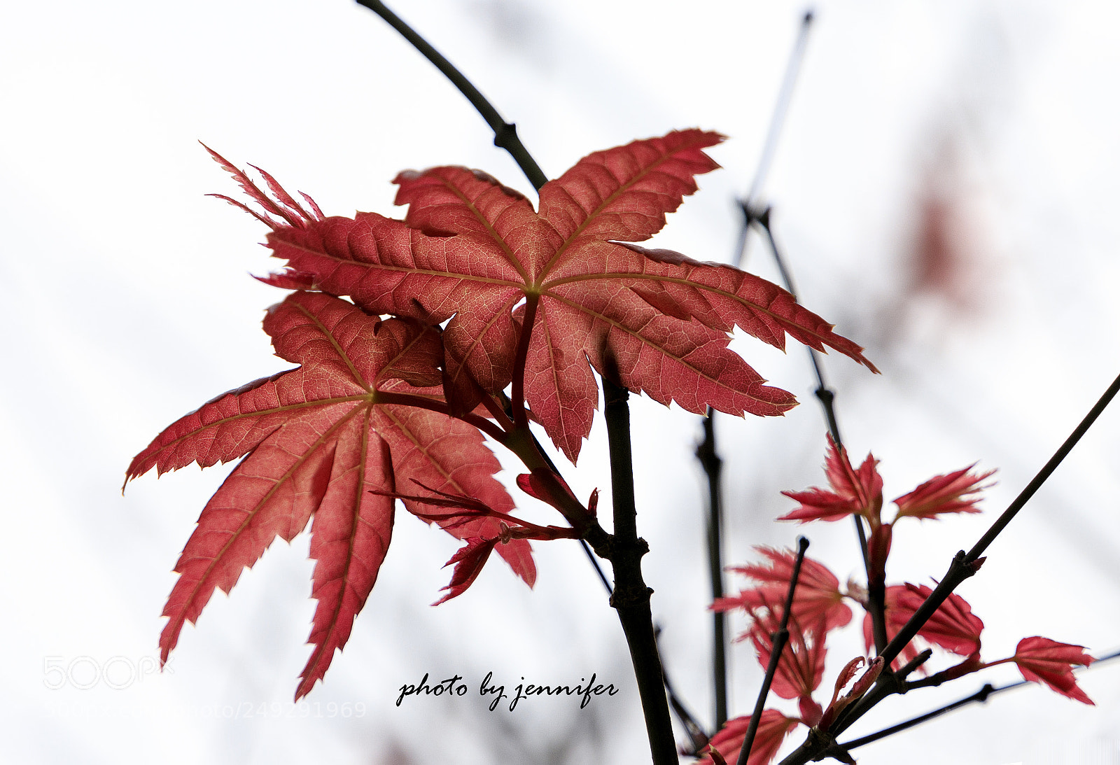 Canon EOS 6D Mark II sample photo. Maples photography