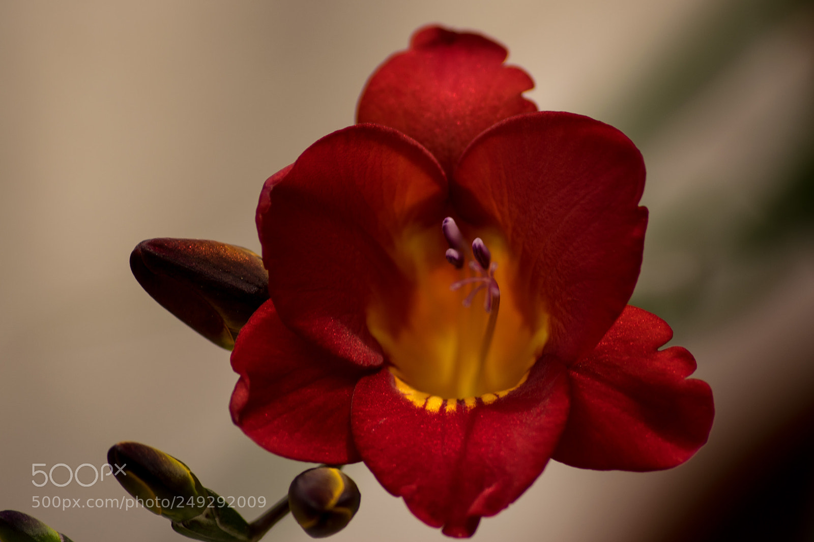 Nikon D3300 sample photo. Fresia photography