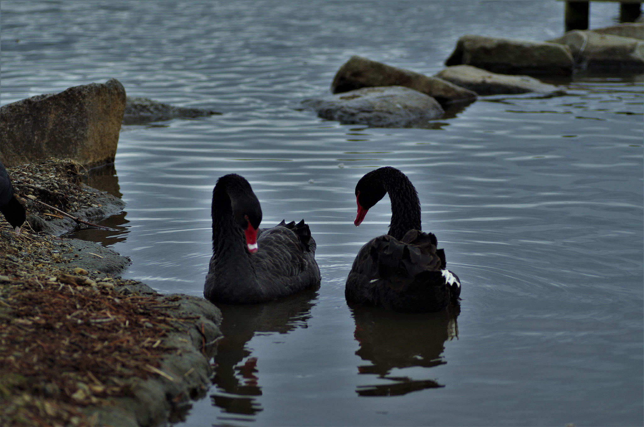 Pentax K-30 + Tamron SP AF 90mm F2.8 Di Macro sample photo. Relationship. harmonious married couple. photography