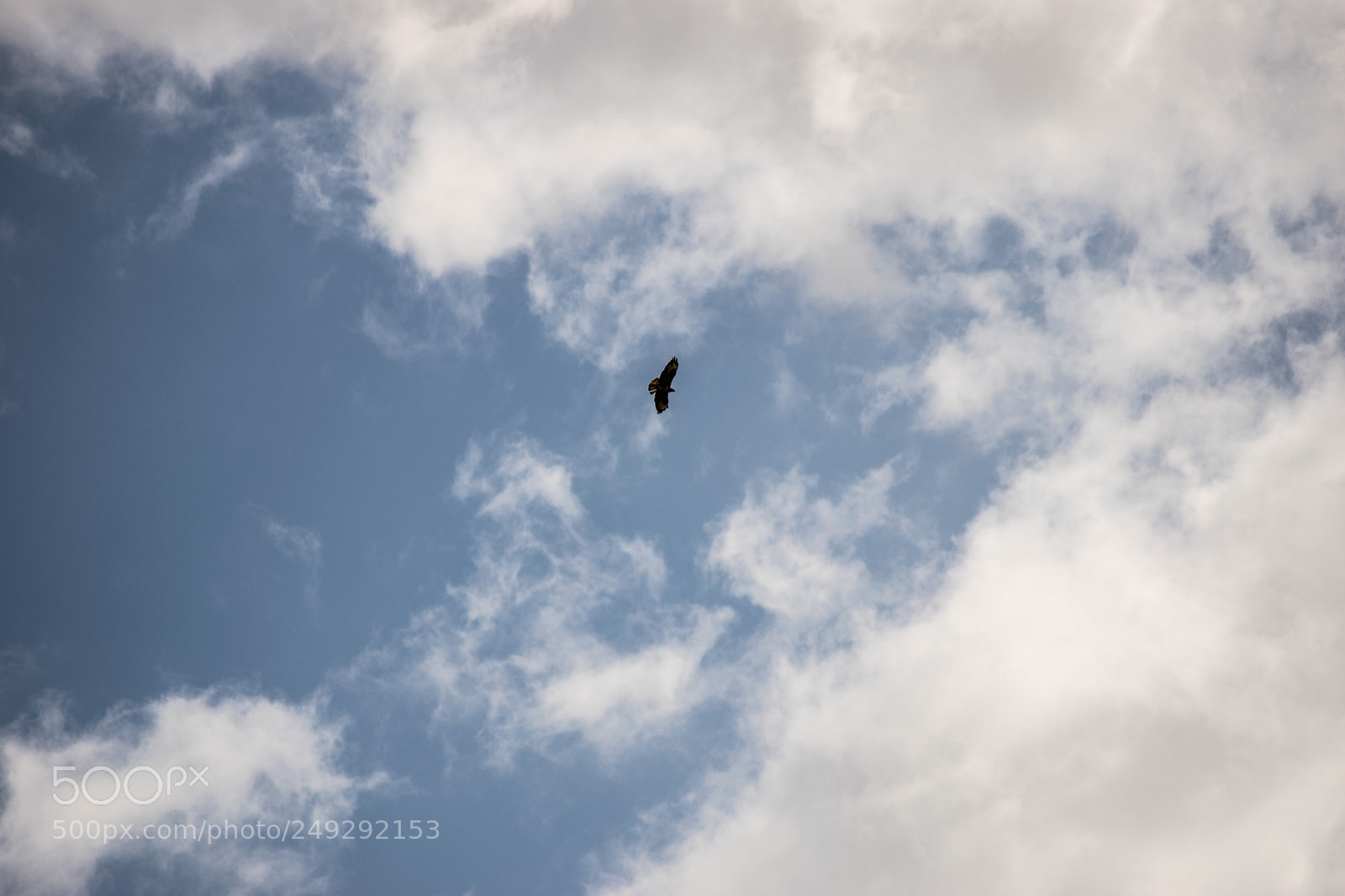 Nikon D3300 sample photo. Falco photography