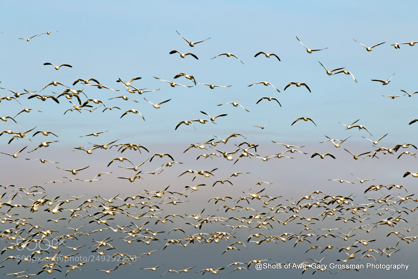 Canon EOS 7D Mark II sample photo. Snow geese insurgency photography