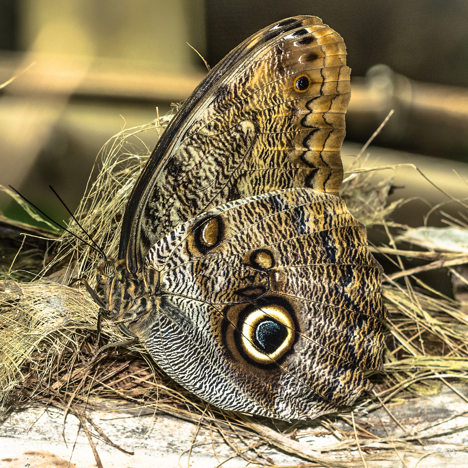 Nikon D7100 sample photo. Batterfly photography