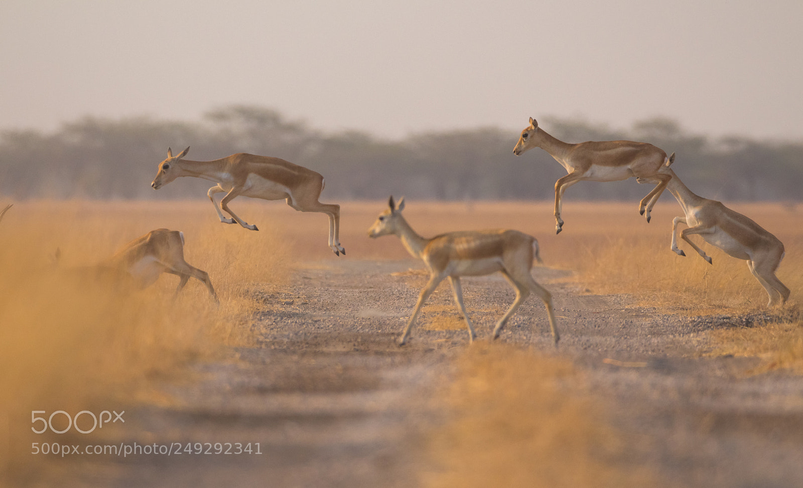 Canon EOS 700D (EOS Rebel T5i / EOS Kiss X7i) sample photo. Flying black buck photography
