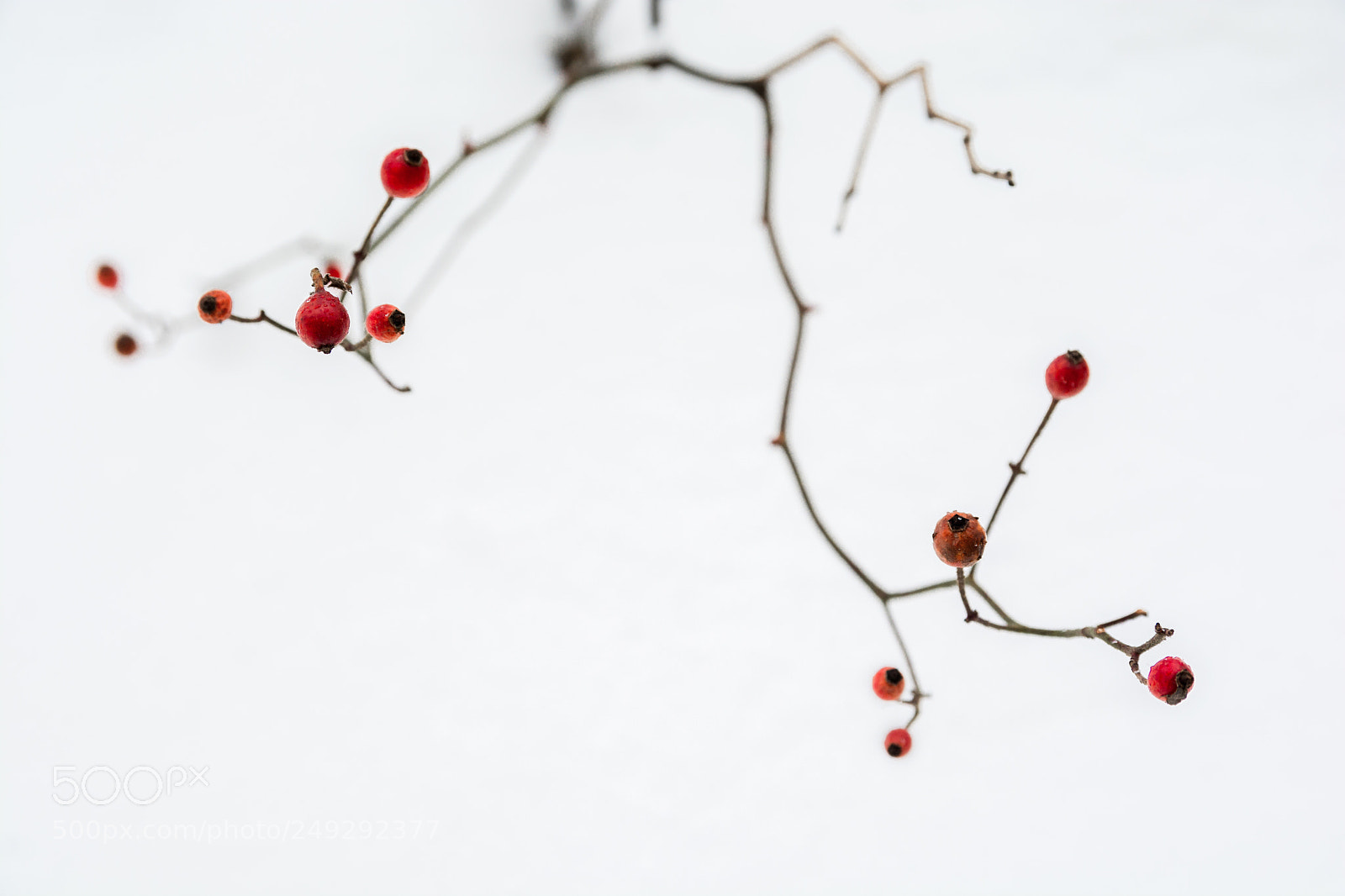 Nikon D7100 sample photo. 雪里红 photography
