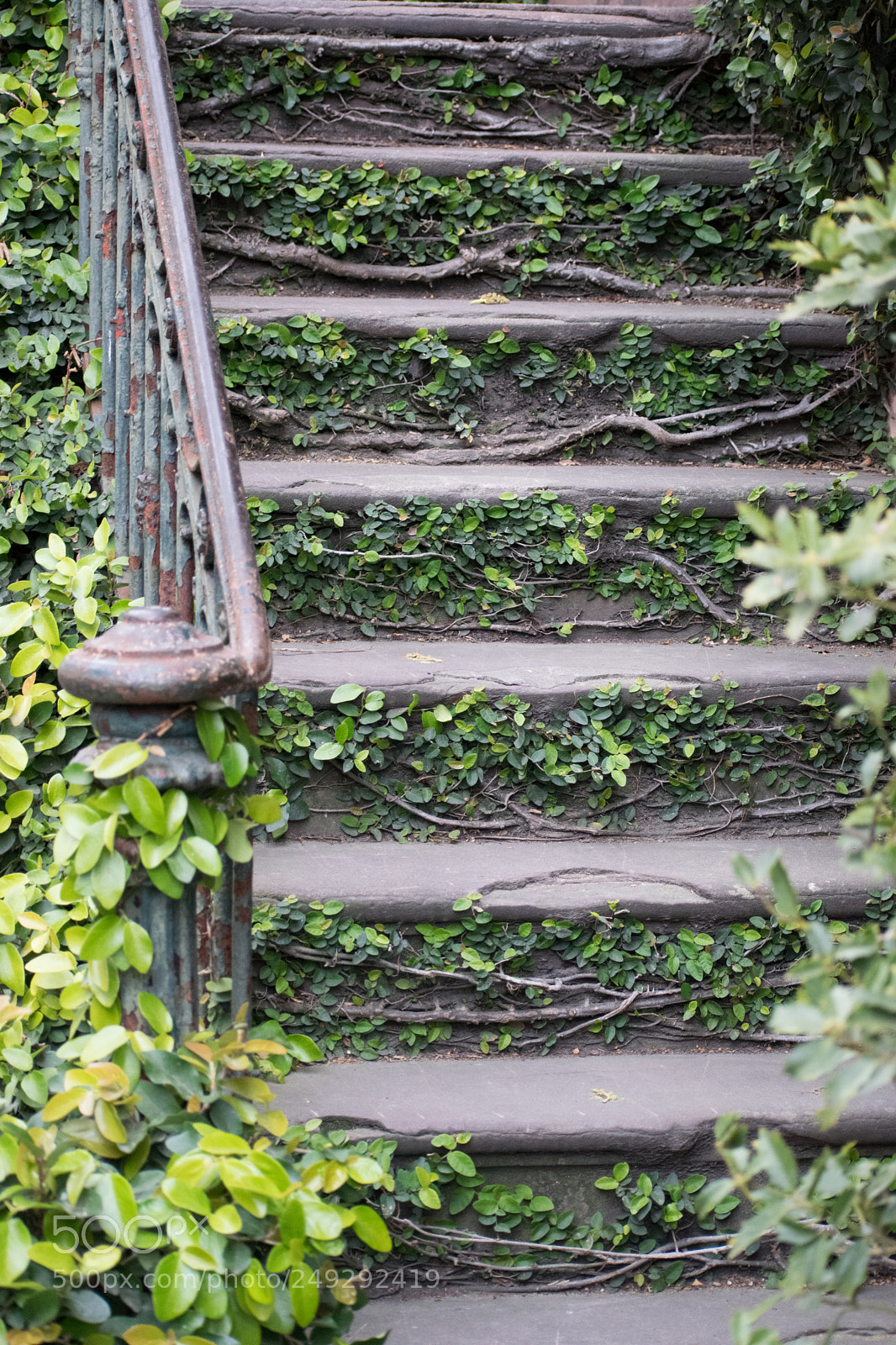 Nikon D3300 sample photo. Bending vines, scathing stairs photography