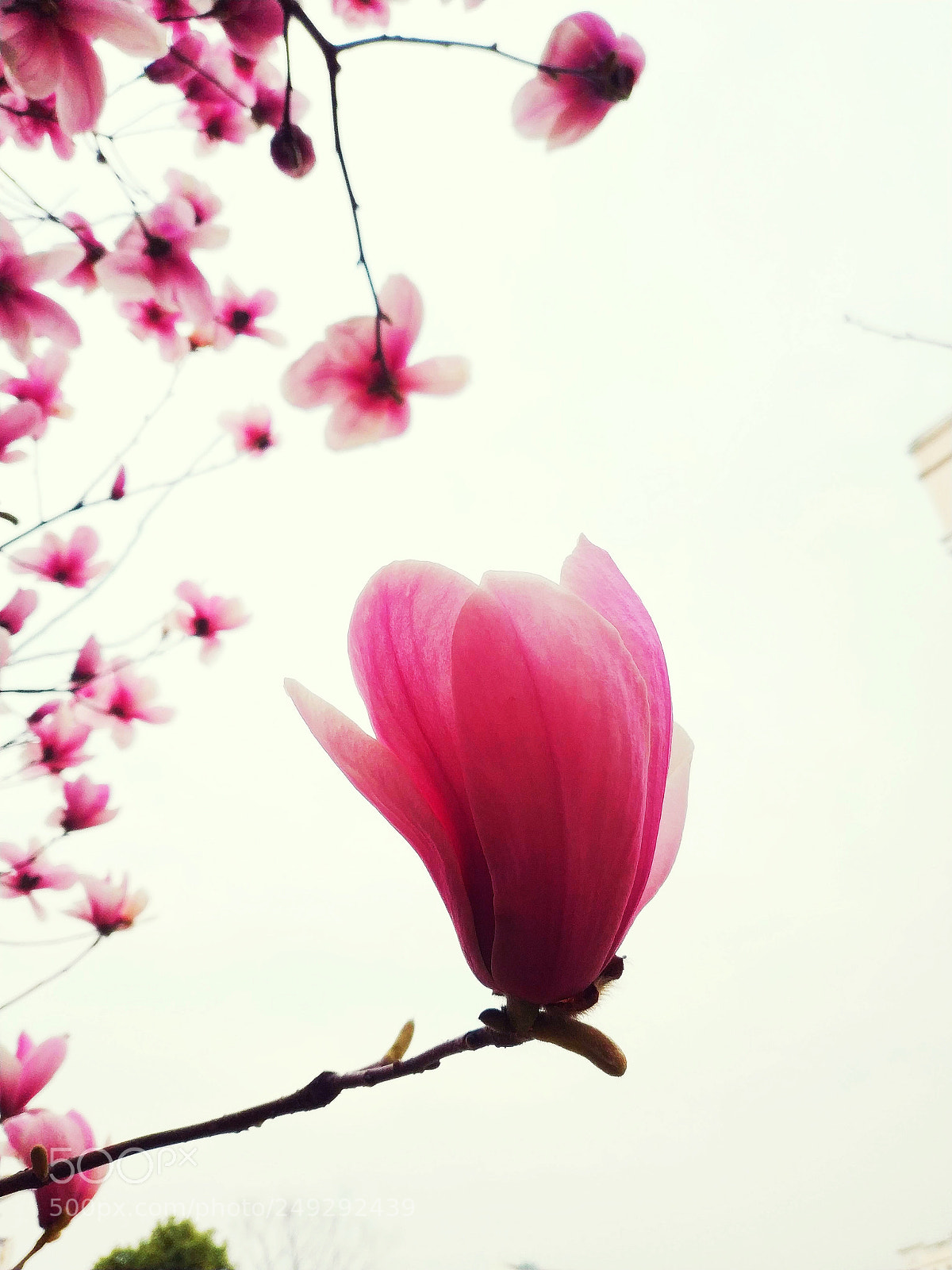 Xiaomi MIX 2 sample photo. Mangnolia flowers,  photography