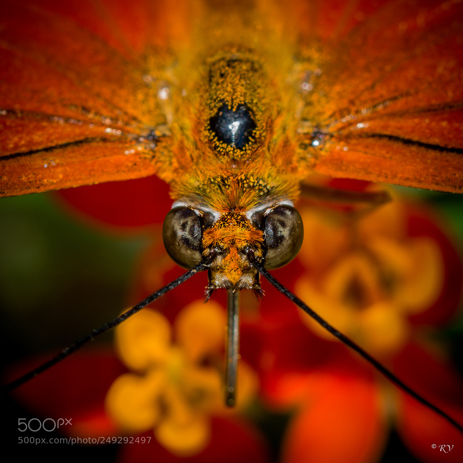 Nikon D7100 sample photo. Batterfly photography