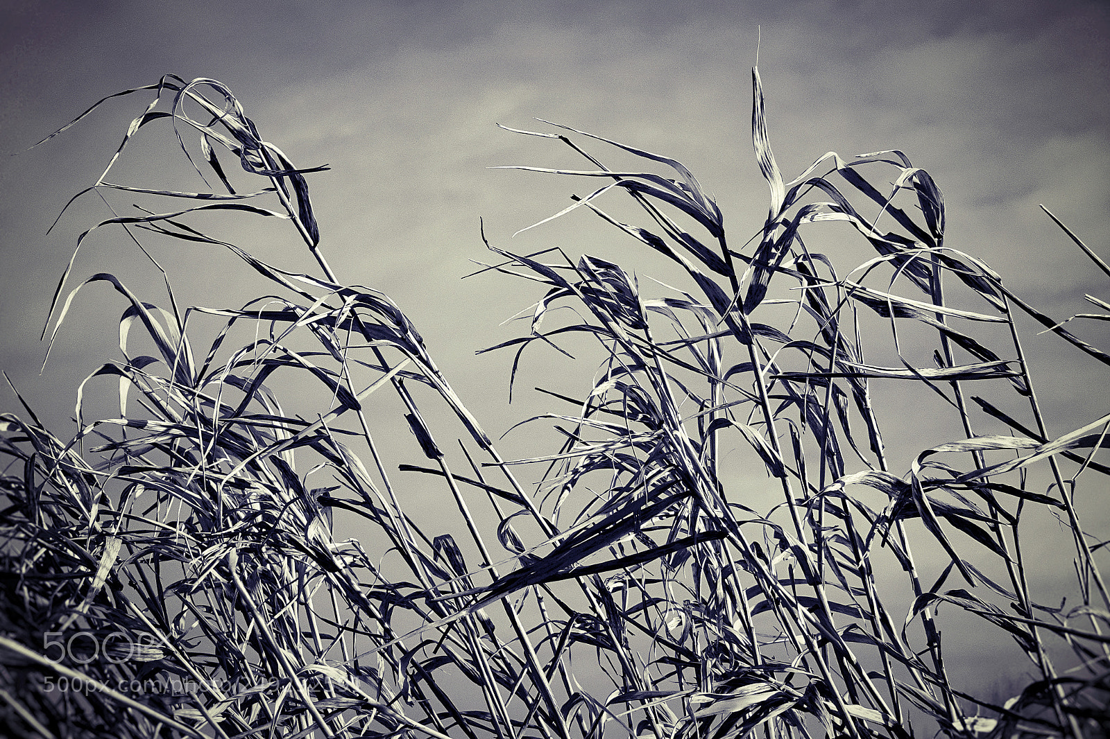 Sony DSC-HX90 sample photo. Grass photography