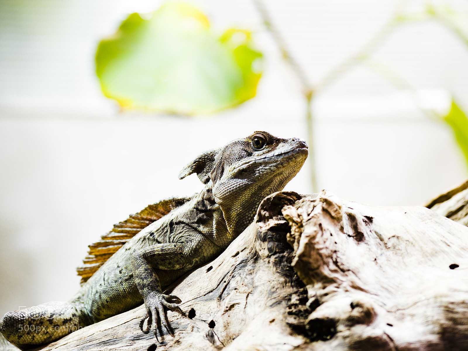 Olympus OM-D E-M1 Mark II sample photo. Olympus digital camera photography