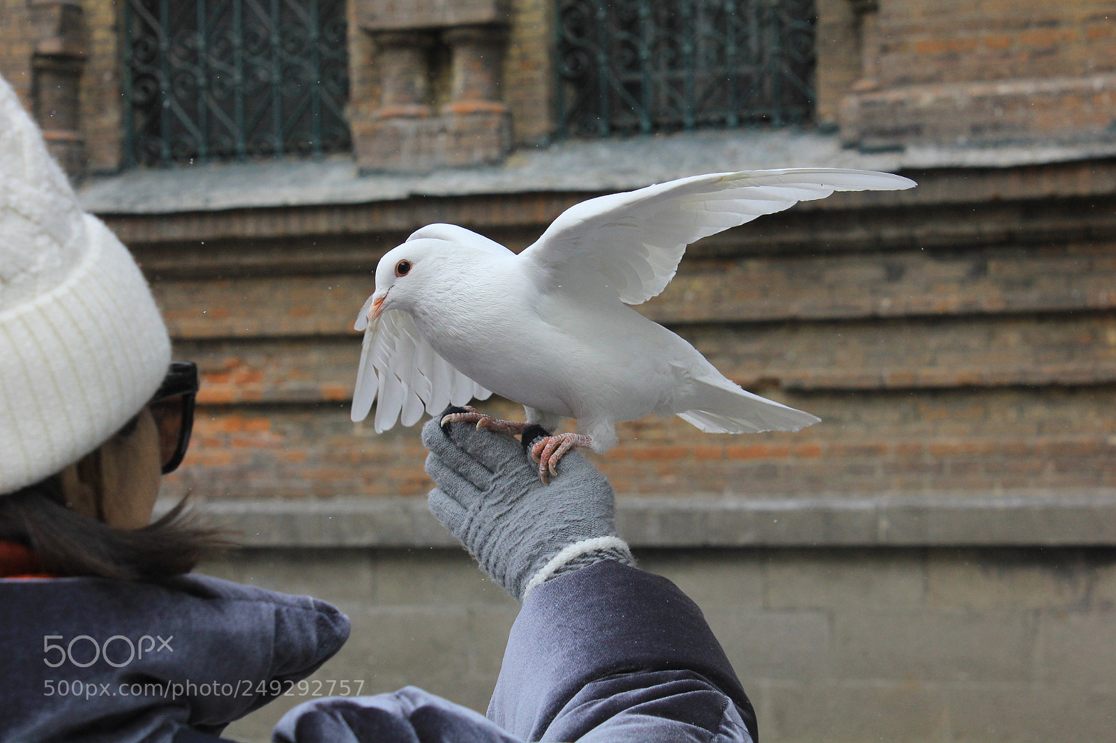 Canon EF-S 18-55mm F3.5-5.6 IS sample photo. Pigeon photography