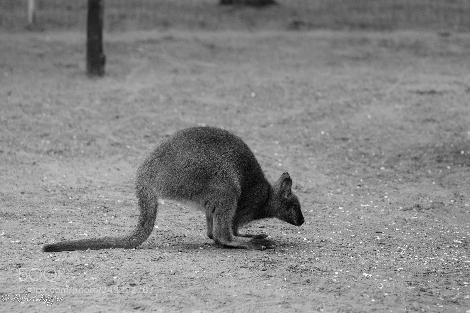 Fujifilm X-Pro1 sample photo. Animal photography