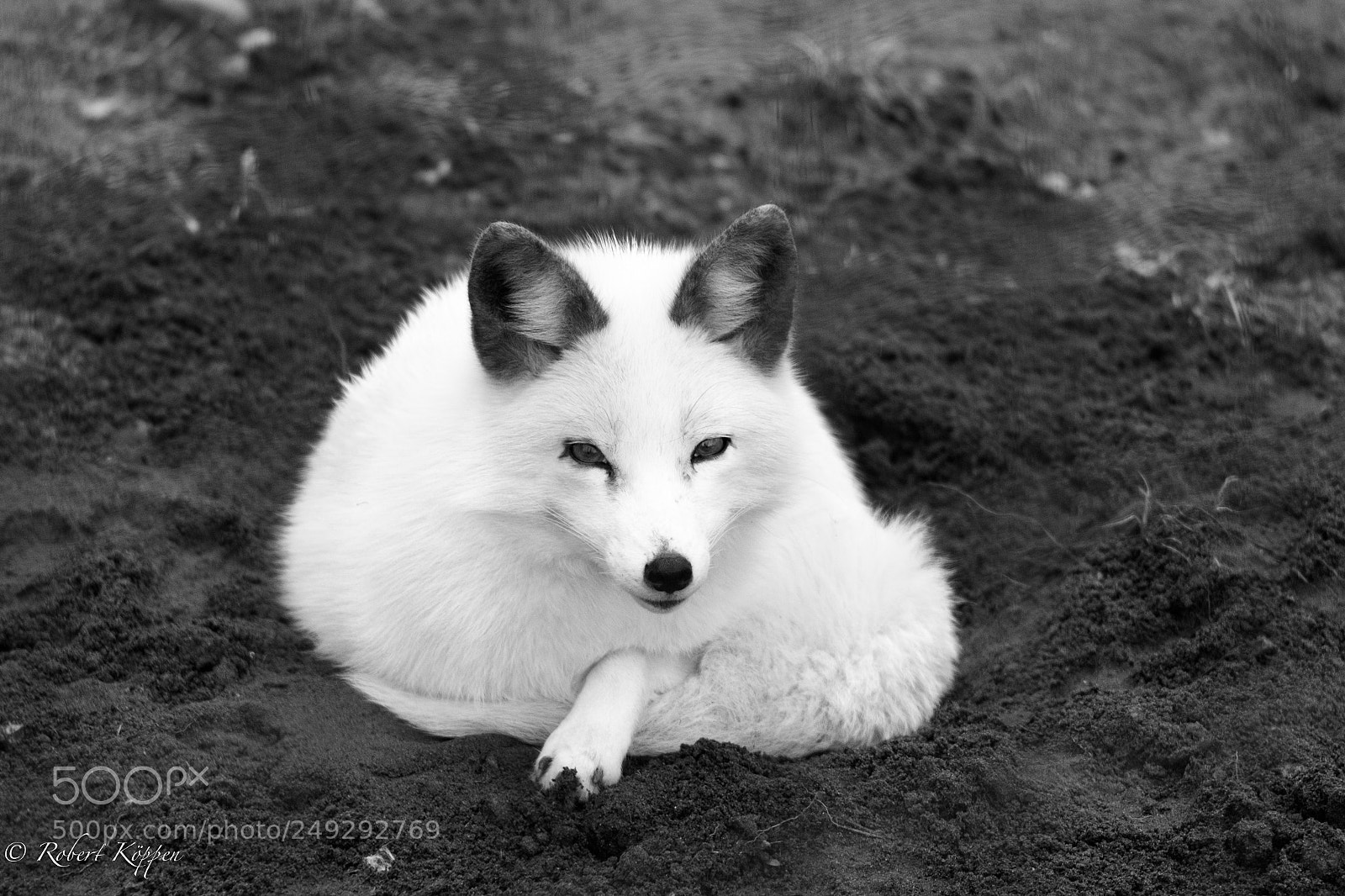 Fujifilm X-Pro1 sample photo. Animal photography