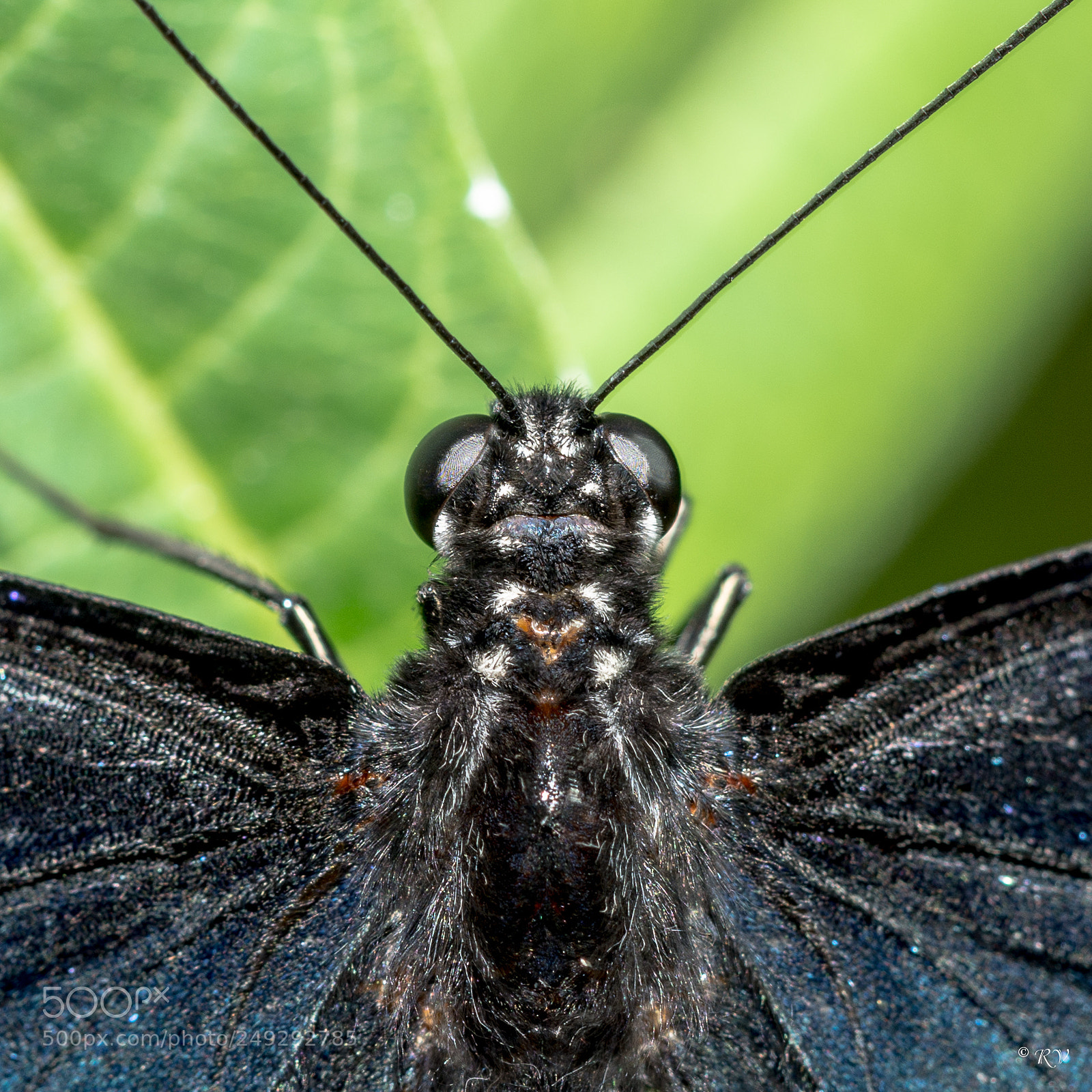 Nikon D7100 sample photo. Batterfly photography