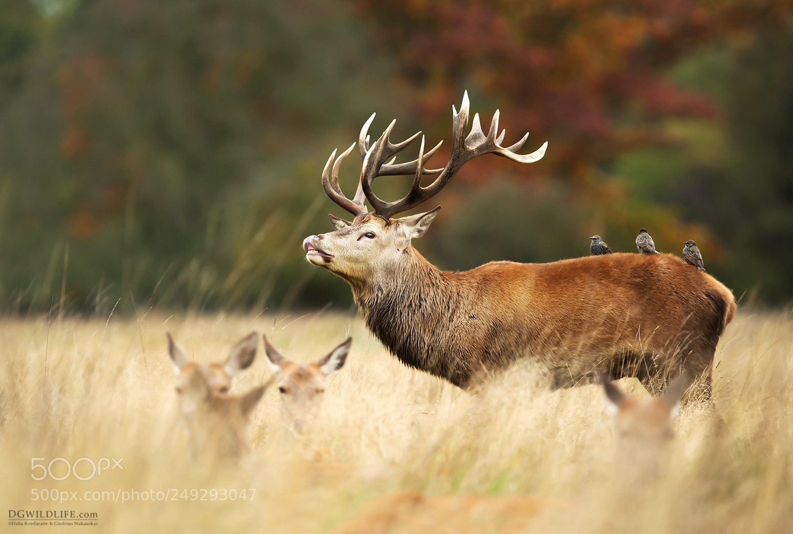 Canon EOS-1D X sample photo. Deer with starlings photography