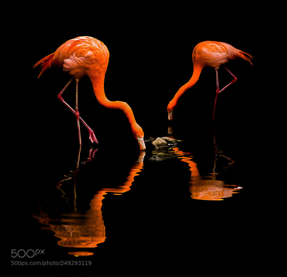 Sony SLT-A77 sample photo. Flamingos photography