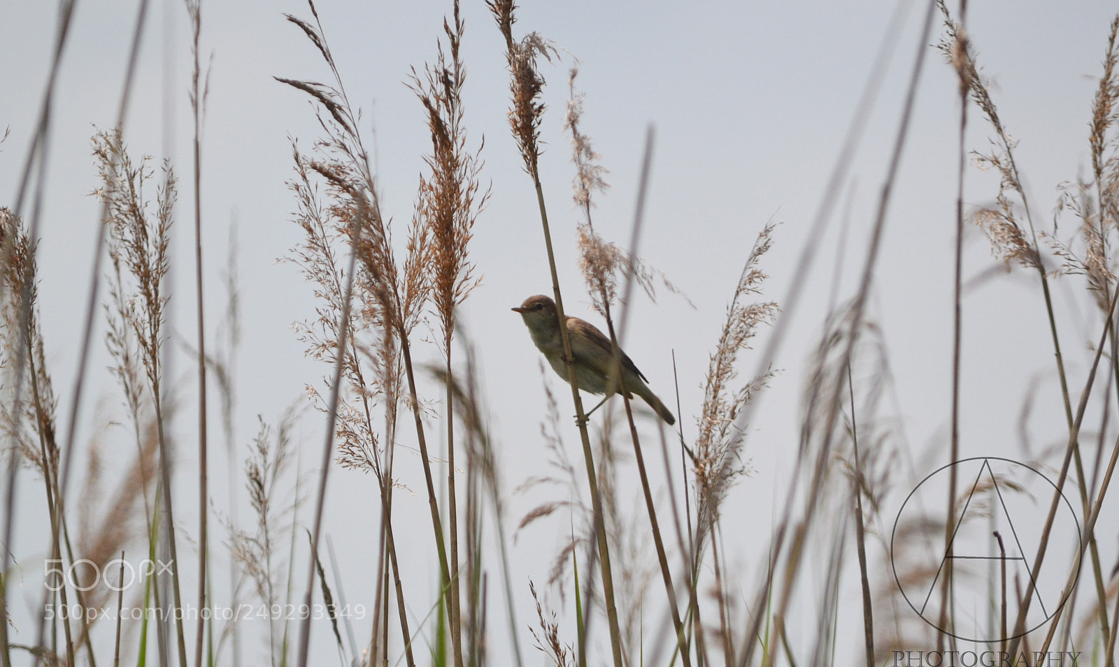 Nikon D3100 sample photo. On the look out photography