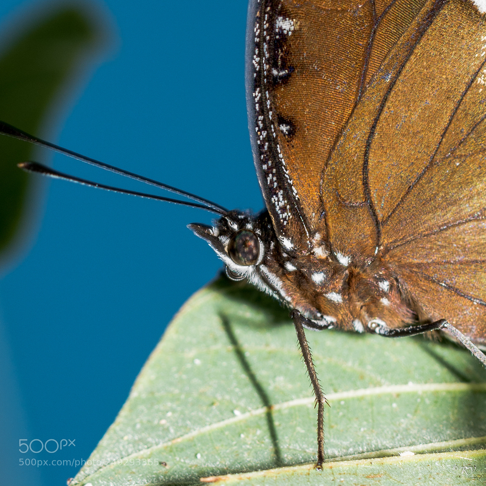 Nikon D7100 sample photo. Batterfly photography