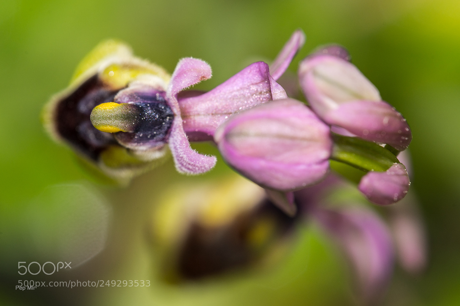 Sony a99 II sample photo. Ophrys thenthredinifera photography