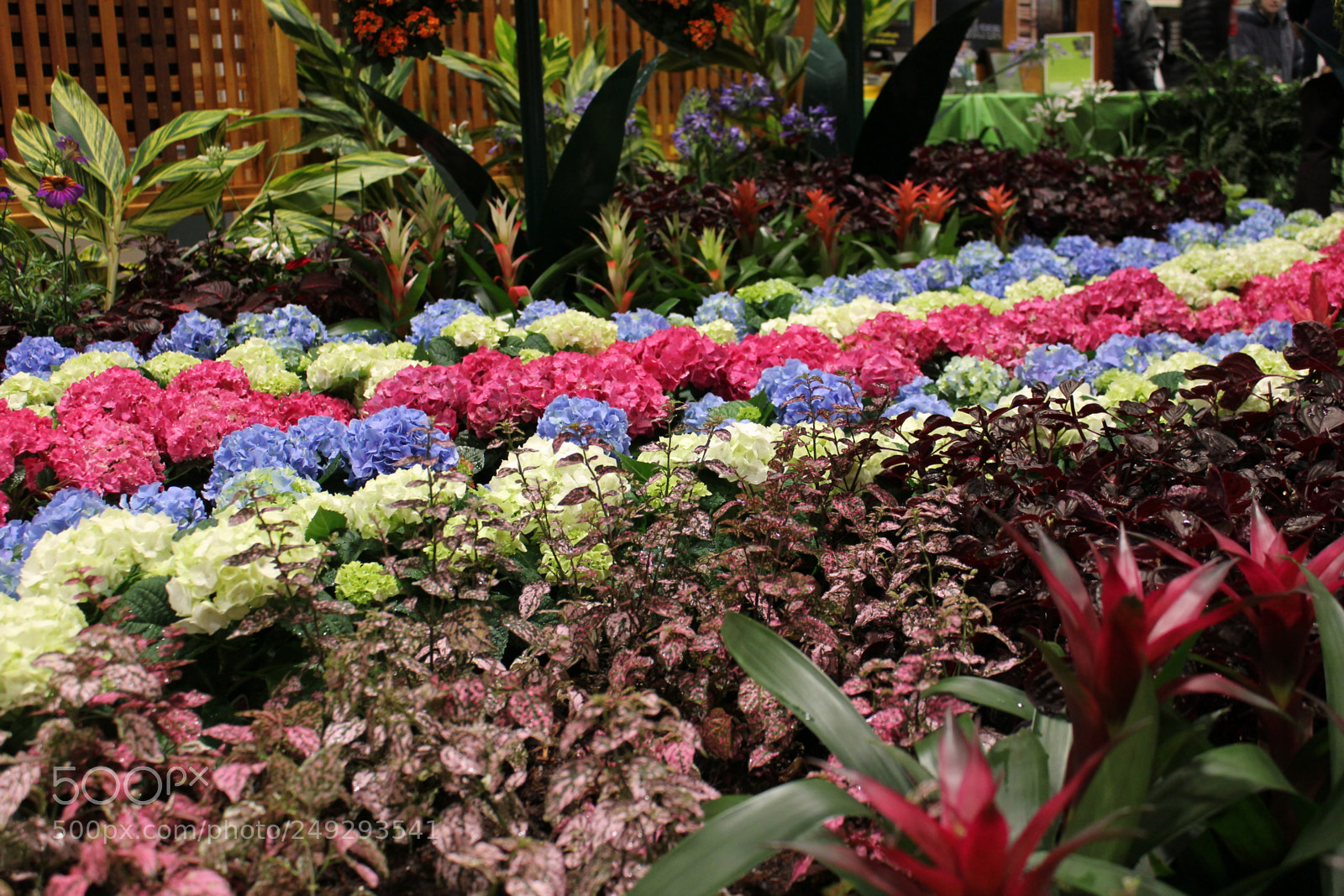 Canon EOS 550D (EOS Rebel T2i / EOS Kiss X4) sample photo. Canada blooms 2018 toronto photography