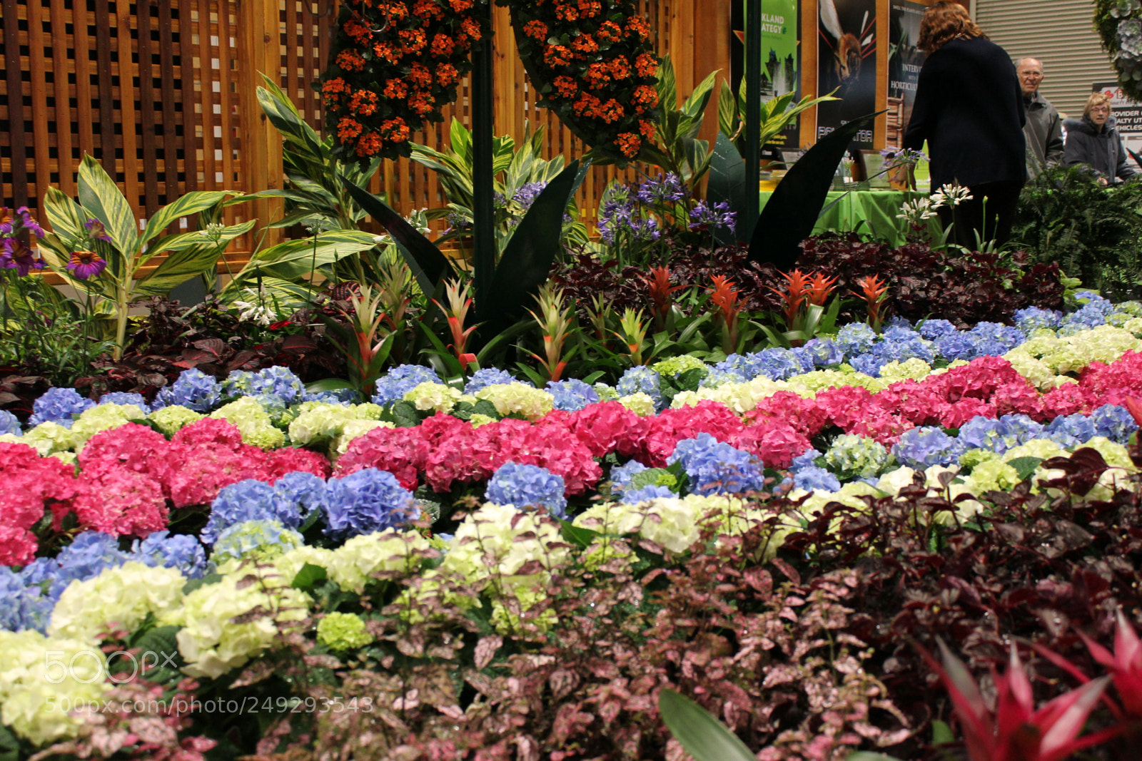 Canon EF-S 18-55mm F3.5-5.6 IS sample photo. Canada blooms 2018 toronto photography