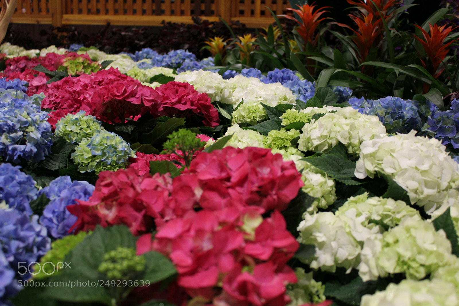 Canon EF-S 18-55mm F3.5-5.6 IS sample photo. Canada blooms 2018 toronto photography