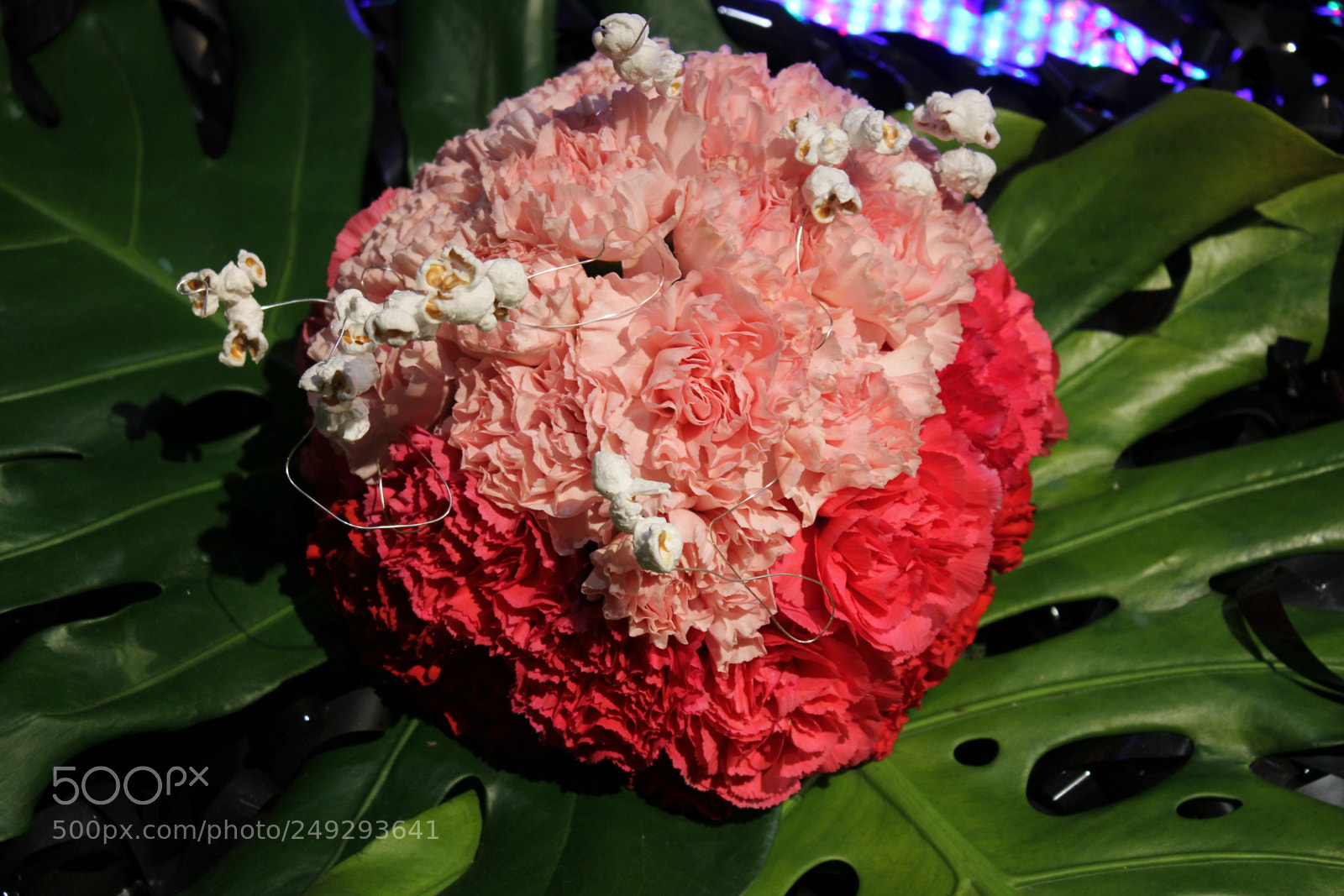 Canon EF-S 18-55mm F3.5-5.6 IS sample photo. Canada blooms 2018 toronto photography