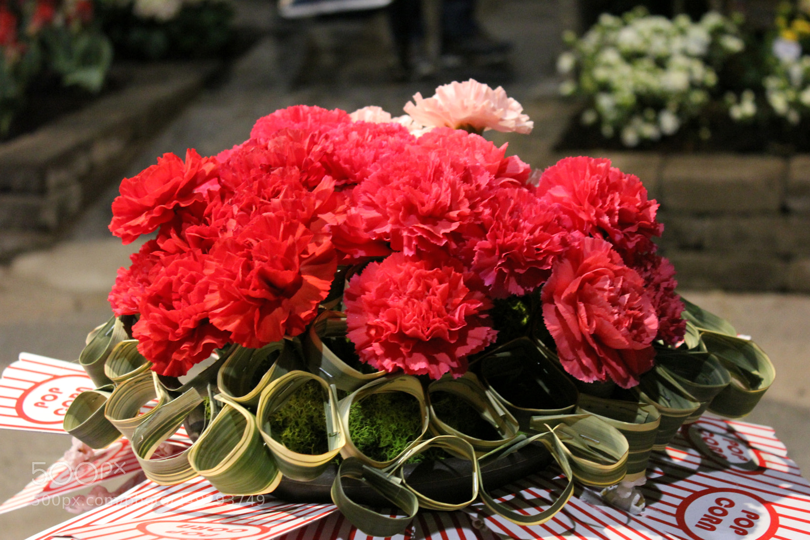 Canon EF-S 18-55mm F3.5-5.6 IS sample photo. Canada blooms 2018 toronto photography