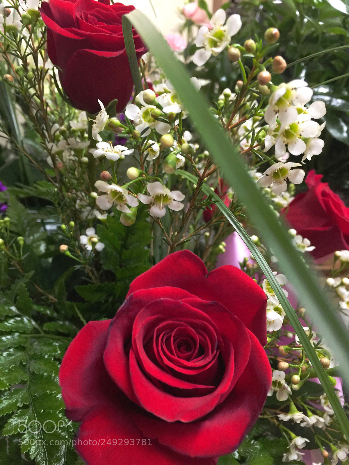 Apple iPhone 6 Plus sample photo. Today’s flower ? photography