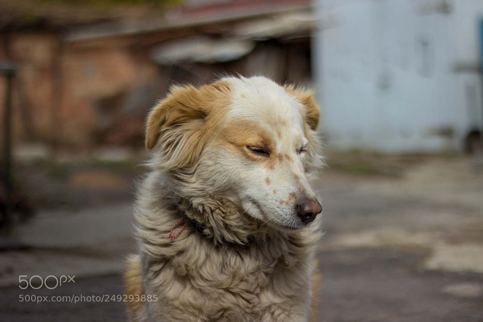 Canon EOS 600D (Rebel EOS T3i / EOS Kiss X5) sample photo. Aiwa the border collie photography
