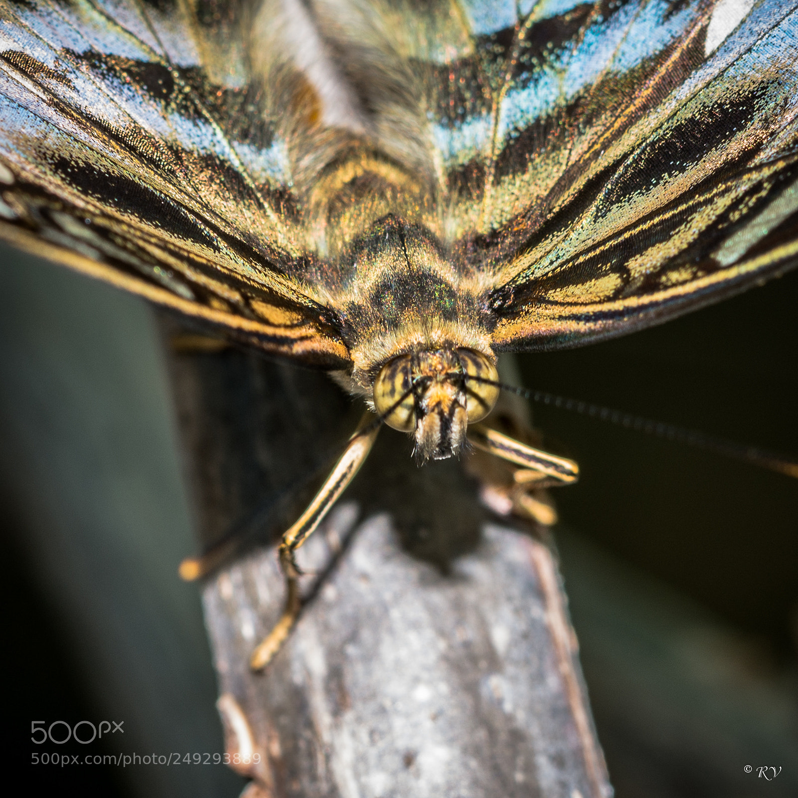 Nikon D7100 sample photo. Batterfly photography