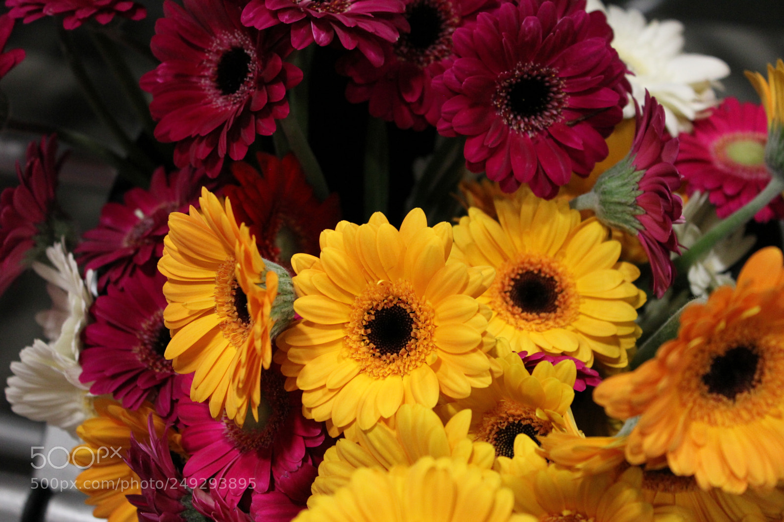 Canon EF-S 18-55mm F3.5-5.6 IS sample photo. Canada blooms 2018 toronto photography